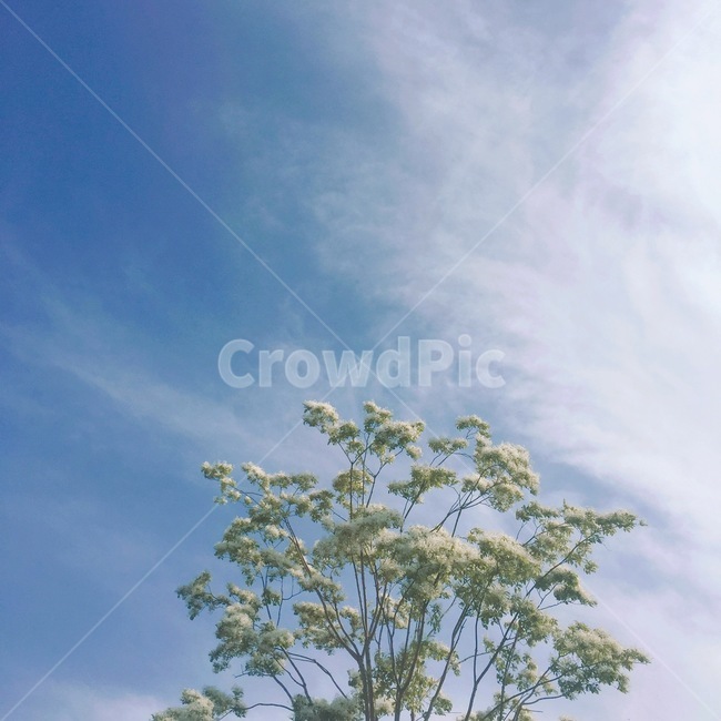 하늘,풍경,날씨,나무,꽃나무