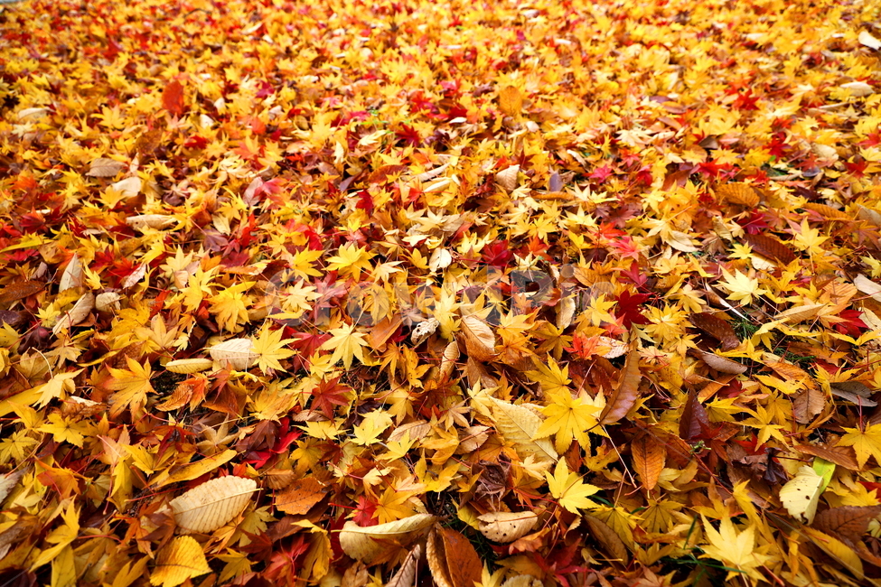 가을,계절,식물,풍경,나무,가을,계절,fall,autumn,season,leaf,잎,plant,tree