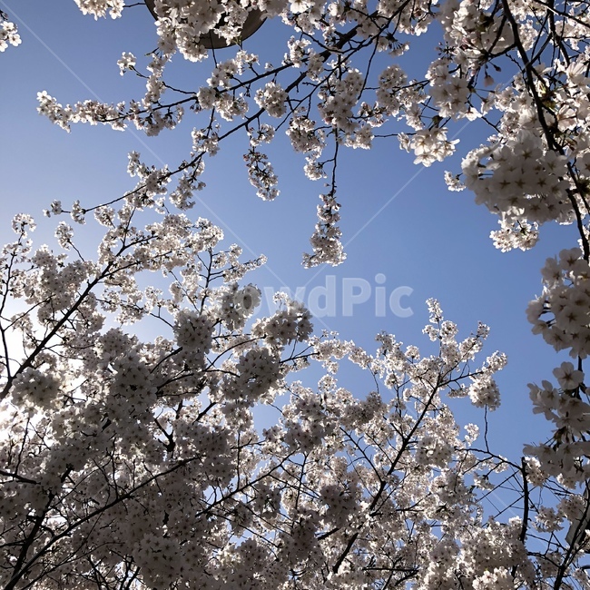 봄,벚꽃,벚꽃나무,하늘,꽃,봄,계절,spring,season,자연,풍경,nature,landscape,plant,식물,flower,cherry blossom,blossom