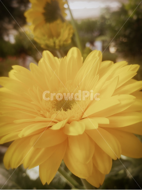 식물,꽃,flower,plant,blossom,식물,자연,plants,nature,꽃,flower