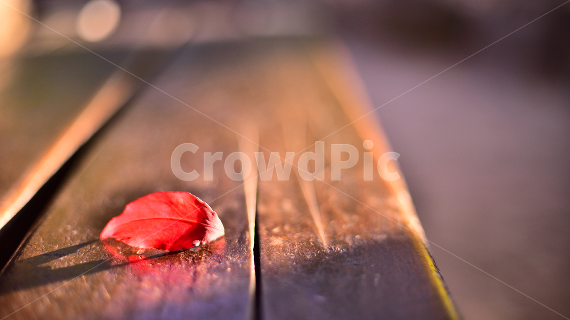 가을,감성사진,감성풍경,마지막잎새,시즌,계절,season,fall,autumn,baclground,plant,leaf,red,빨강색,잎새,이파리,잎사귀,나무의자,벤치,bench,나무,feeling,sensible,emotional,가을감성,가을풍경,가을배경,가을서정,가을느낌,느낌,필링,분위기,늦은오후,햇살,옥외,야외,가을,계절,fall,autumn,season,식물,자연,plants,nature,flower,꽃,blossom,petal,꽃잎