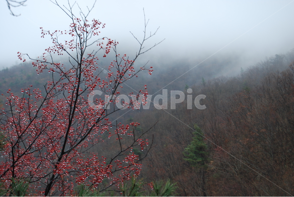 천관산,100대명산,도립공원,장흥,안개,자연,풍경,nature,landscape,한국자연풍경,한국자연경관,korea nature landscape