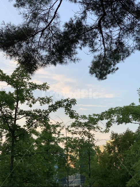 나무,하늘,구름,풍경,어스름,해질녘,tree,sky,cloud,landscape,자연,풍경,nature,landscape,plant,식물