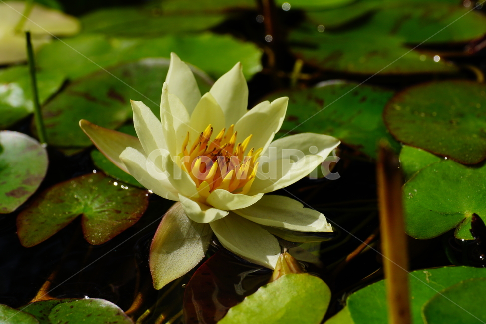 수련,연꽃,식물,연못,플라워,꽃,plants,flower,수생식물,자연,nature,9월,가을,september,fall,autumn,식물,자연,plants,nature,꽃,flower