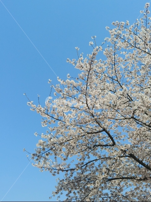 벚꽃,벚꽃사진,봄,하늘,파란하늘,벚꽃나무,봄,계절,spring,season,식물,자연,plants,nature,꽃,flower,plant,blossom,cherry blossom