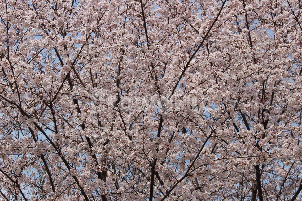 벚꽃,자연,감성,봄,dslr,하늘,벚꽃종류,봄,계절,spring,season,자연,풍경,nature,landscape,식물,plants,꽃,flower,plant,blossom,cherry blossom