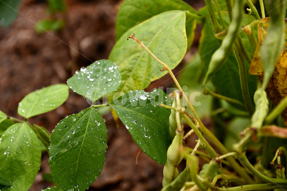 콩잎,콩,식물,잎,물바울,식물,자연,plants,nature,꽃,flower