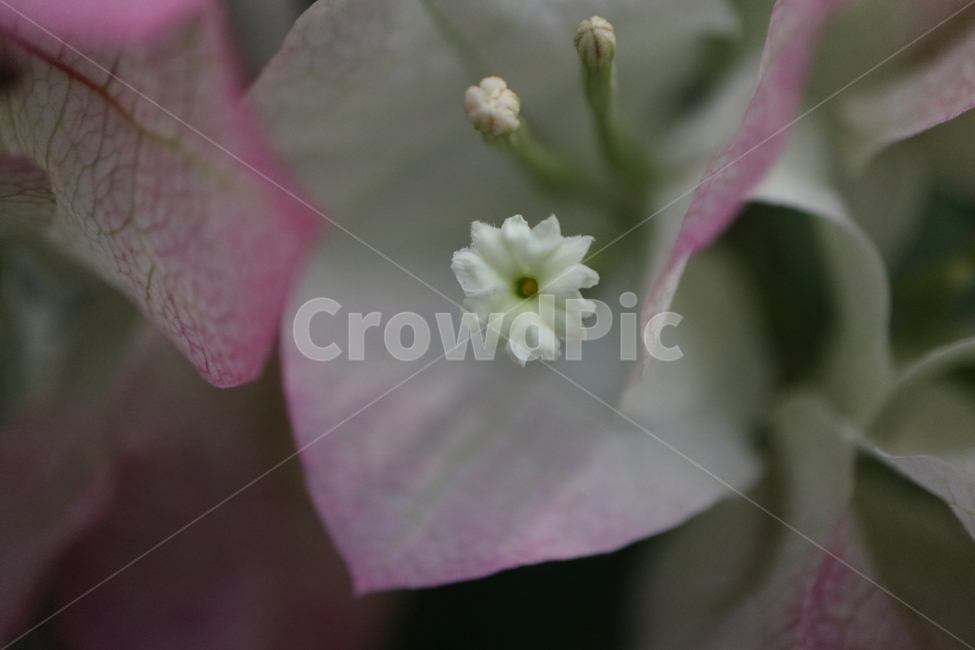 blossom,꽃,flower,plant,식물,부겐빌레아,bougainvillea,관목,핑크엔젤,부겐베리아,온실,쌍떡잎식물