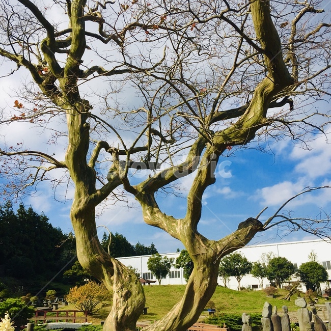 tree,나무,나무줄기,plant,식물,식물,자연,plants,nature,나무,trees,wood