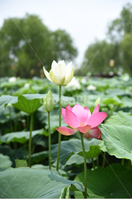 연꽃,부여,꽃,축제,배경
