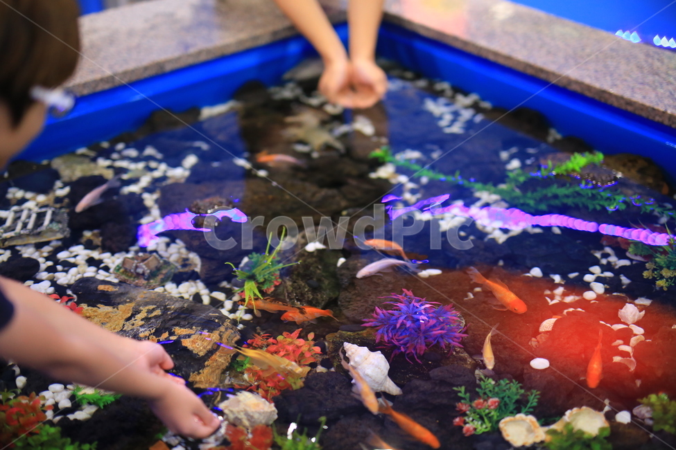 person,water,물고기,수조,물,고기잡기,붕어,수족관,동물,animal,어류,물고기,fish