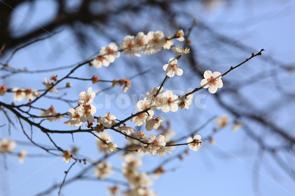 봄,꽃,매화,백매화,하양,spring,flower,white,봄,계절,spring,season,식물,자연,plants,nature,꽃,flower,plant,blossom