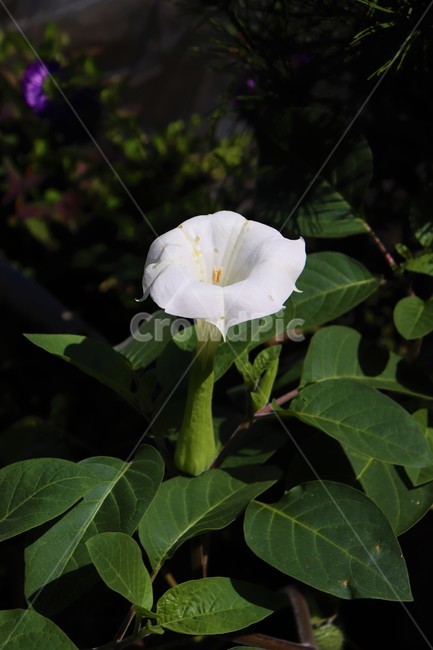 꽃,하얀색,식물,아름다움,풀,나뭇잎,acanthaceae,flower,blossom,자연,nature