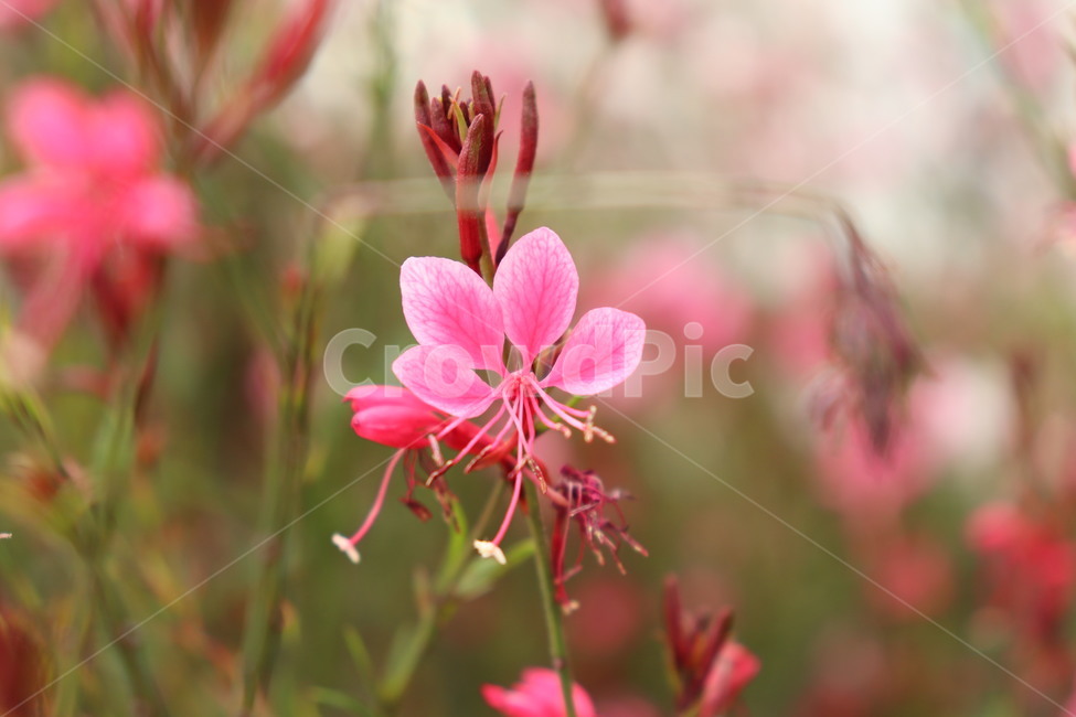 접시꽃,꽃,분홍색,분홍꽃,꽃밭,풀,flower