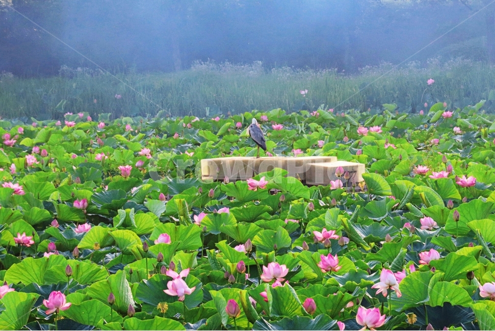 연꽃,초록색,연잎,두루미,여름,자연,풍경,nature,landscape,식물,plants,꽃,flower,동물,animal,조류,새,birds,plant,pottery,도기류,jar,항아리,potted plant,화분,blossom,vegetation,초목