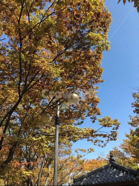 나무,가로등,가을풍경,공원,자연,tree,fall,scenery,fallenleaves,streetlamp,가을,계절,fall,autumn,season,식물,자연,plants,nature,나무,trees,wood