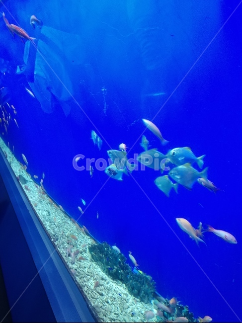 파란,물고기,아쿠아리움,가이유칸,일본,동물,animal,어류,물고기,fish