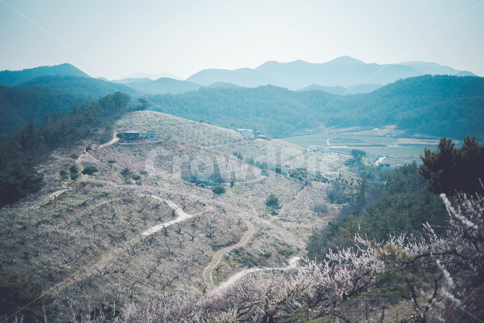 매화나무,매화꽃,꽃,식물,매화,봄,계절,spring,season,자연,풍경,nature,landscape,scenery,outdoors,옥외,경치,mountain,산