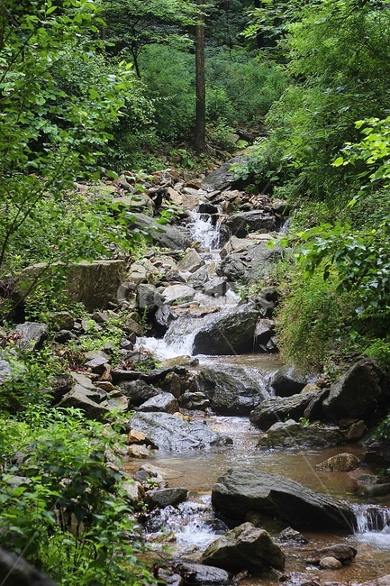 계곡,여름,물,바위,자연,녹색,장마,식물,나무,풀잎,산,숲속,green,water