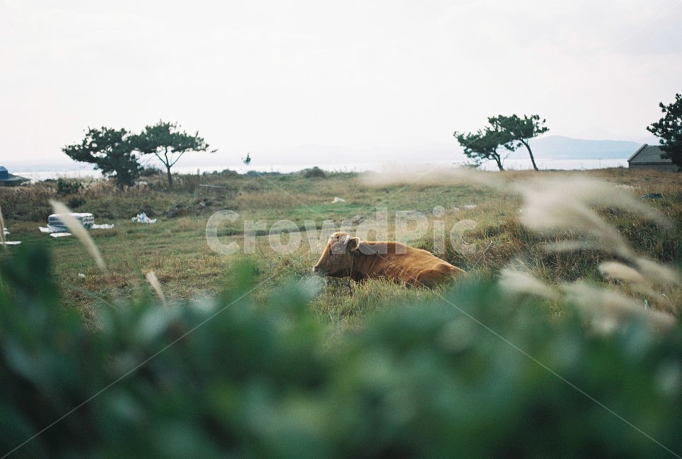 cattle,가축,cow,소,animal,동물,포유류,mammal,jeju,제주,우도,동물,animal,포유류,mammal