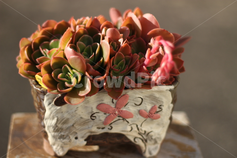 다육식물,다육,다육화분,꽃,다육식물꽃,식물,자연,plants,nature