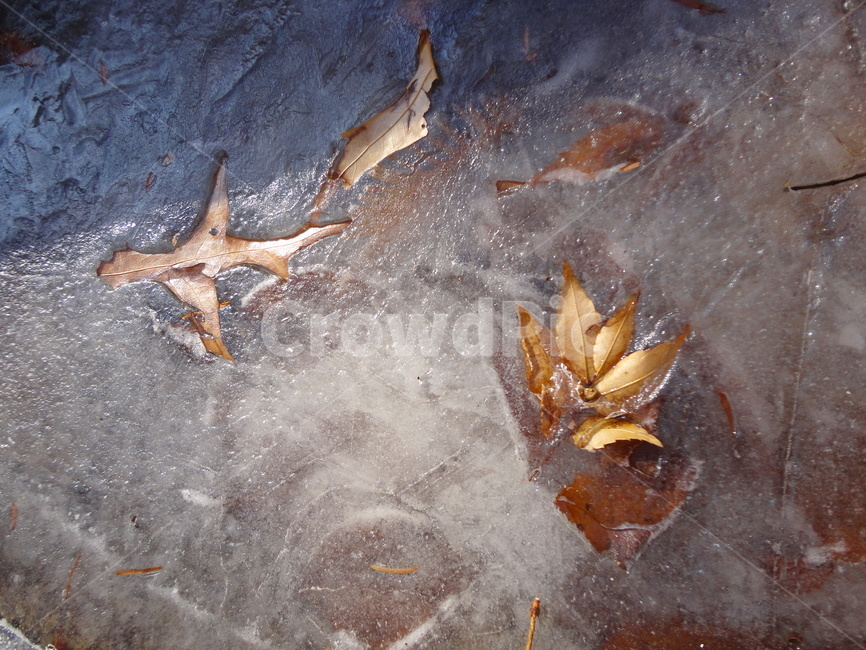 leaf,잎,plant,식물,얼음,멈춤,정지,쉼
