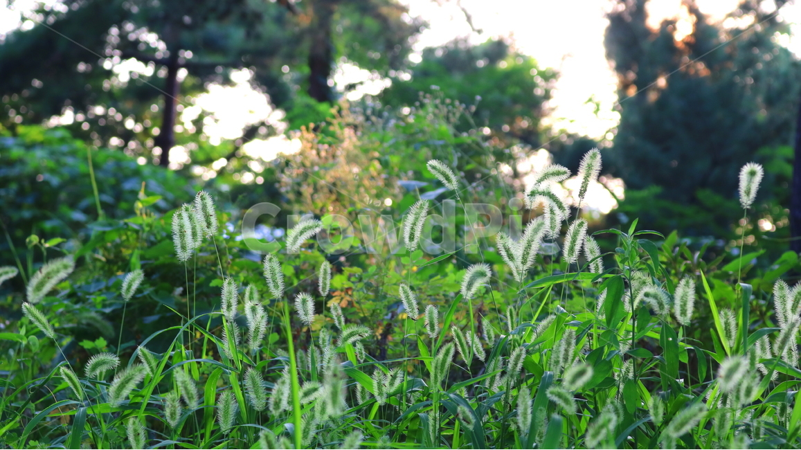 강아지풀,풀,잡초,들풀,자연,풍경,식물,자연,plants,nature