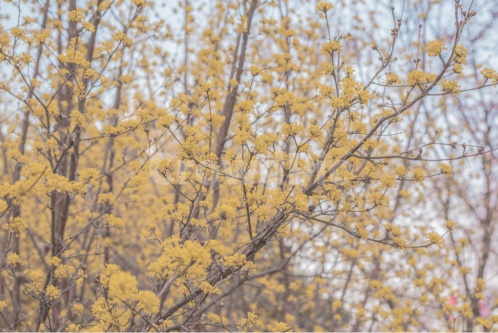 산수유,봄,꽃,자연,풍경,봄,계절,spring,season,식물,자연,plants,nature,꽃,flower,tree,나무,plant