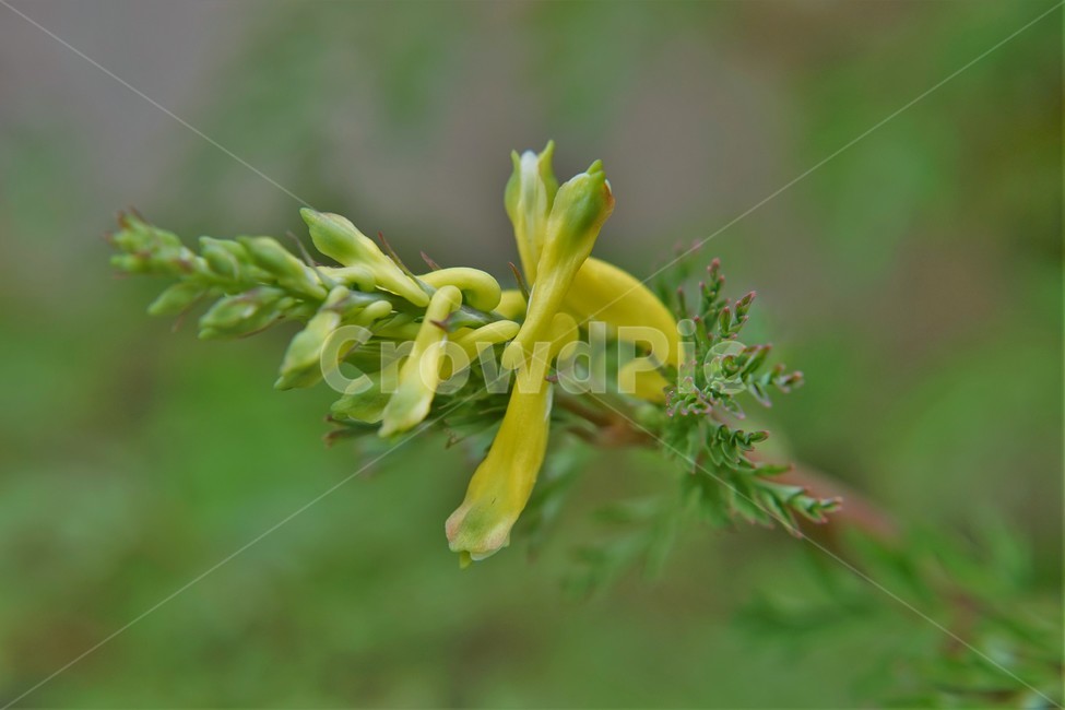 봄,봄꽃,산괴불주머니,노랑색,주머니모양,corydalisspeciosa,식물,자연,야생화,괴불주머니