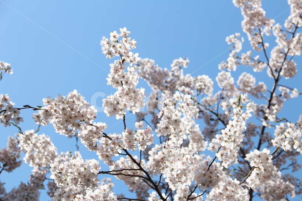 사쿠라,cherryblossom,봄,꽃,봄꽃,벚꽃