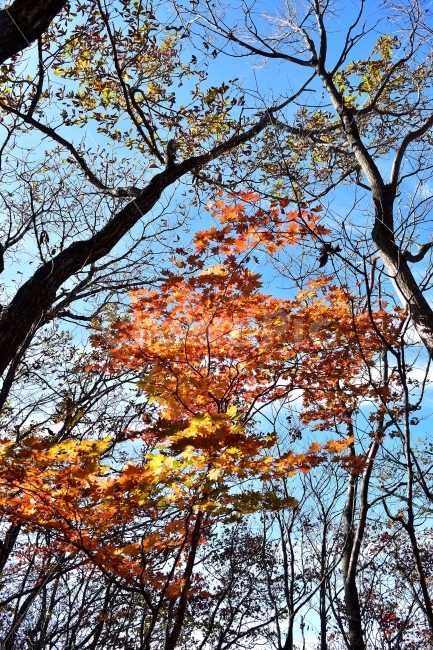 치악산,가을,풍경,단풍,탐방,국립공원,빨간단풍,파란하늘,가을색,오색,울긋불긋,알록달록,그림같은,칼라풀,뷰티플,아름다운,힐링,감성,자연,정취,산세,명산,100대명산,nature,산,등산,트레킹,풍경사진,가을사진,가을색채,가을의정취,맑음,청명,가을날씨,가을,계절,fall,autumn,season,식물,자연,plants,nature,나무,trees,wood,tree,plant,leaf,잎