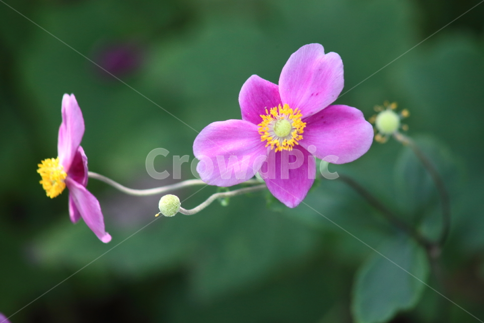 대상화,추상국,꽃,식물,anemonehupehensisvarjaponica,식물,자연,plants,nature,꽃,flower