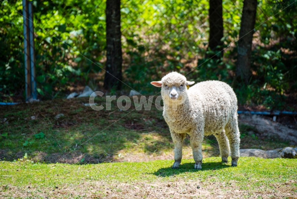 목장,동물,양,farm,animal,sheep,동물,animal,포유류,mammal