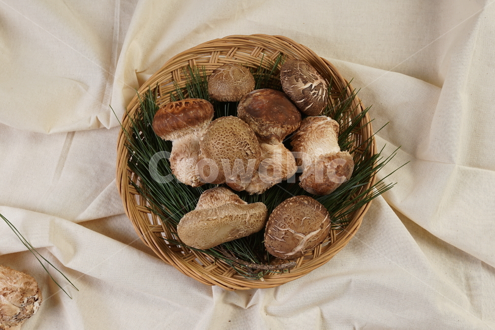 plant,식물,버섯,송화,요리,음식,버섯,mushroom,음식,식재료,요리,food,cook,meal,dishes,food reserves