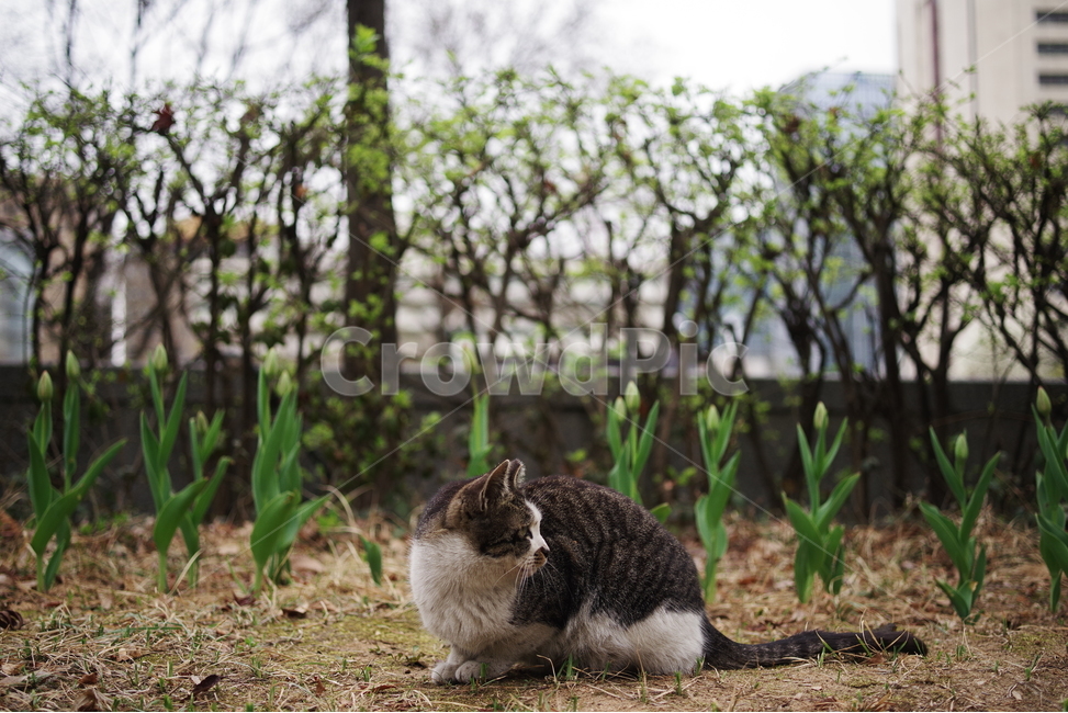 고양이,길고양이,길냥이,동물,포유류,길친구,자연,생명,육식동물,애완동물,야생동물,동물,animal,포유류,mammal,고양이,cat,kitten,kitty