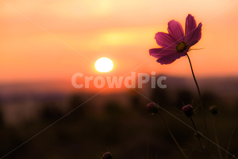코스모스,연길,중국,노을,자연,가을,계절,fall,autumn,season,식물,자연,plants,nature,꽃,flower