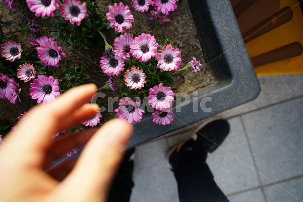 꽃,핑크,분홍,색감,컬러,식물,생물,생명,플라워