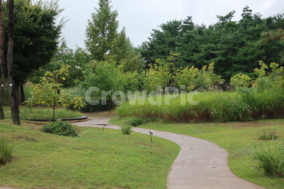 서울,창포원,식물원,도시,공원,습지,조성,숲,산책,산책로,자연,풍경,nature,landscape,tree,나무,plant,식물,fir,전나무,grass,잔디,conifer,구과 식물