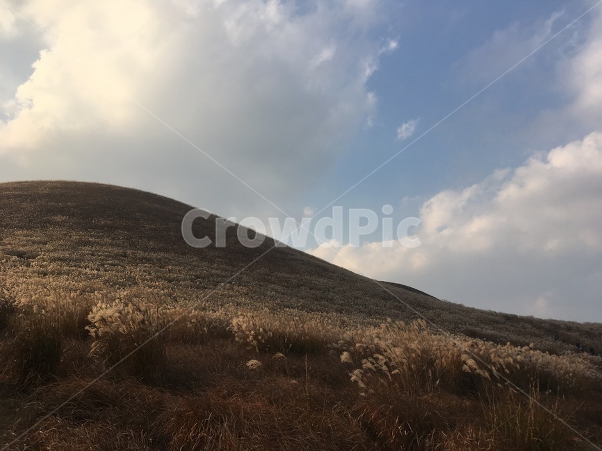 제주도,새별오름,갈대,억새,구름