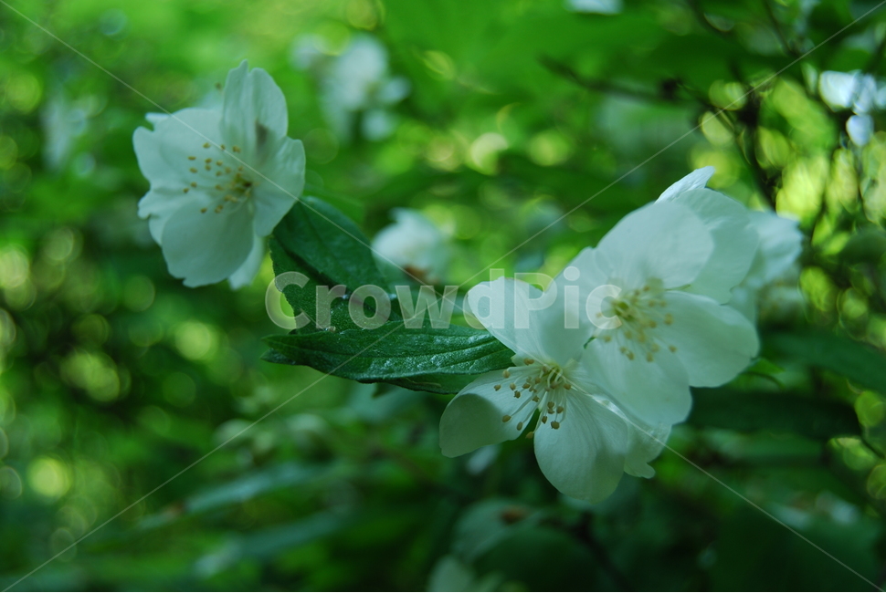 식물,꽃,자연,봄,야생화,식물,자연,plants,nature,꽃,flower