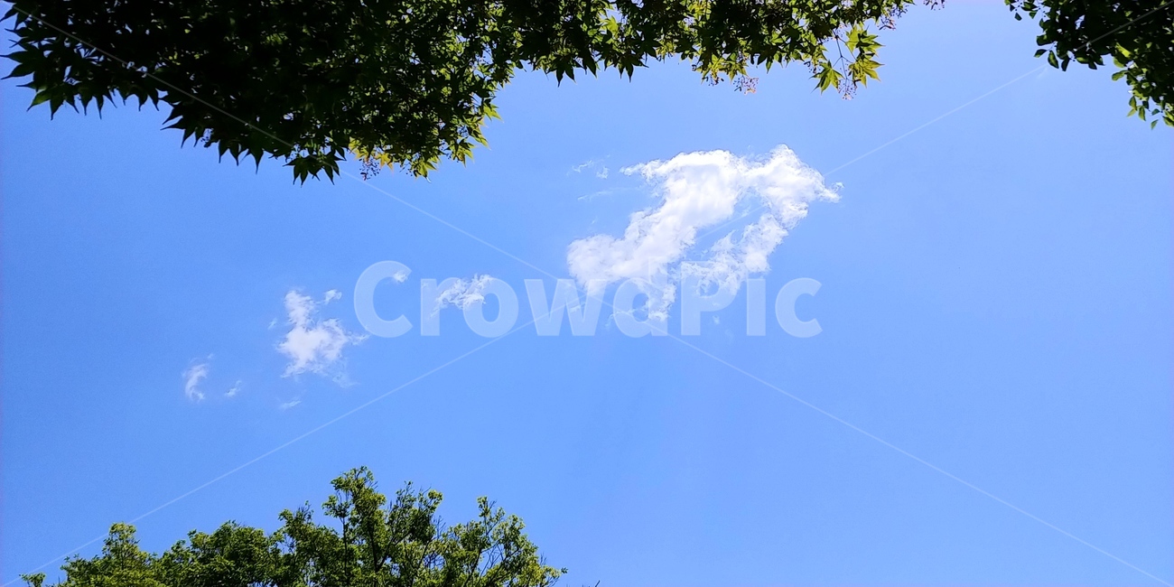 나무,하늘,구름,sky,cloud