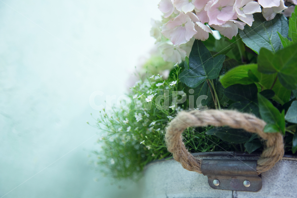 양둥이화분,화분,꽃,수국,양둥이,꽃배경소스,실내용화초,화분,화초,house plant