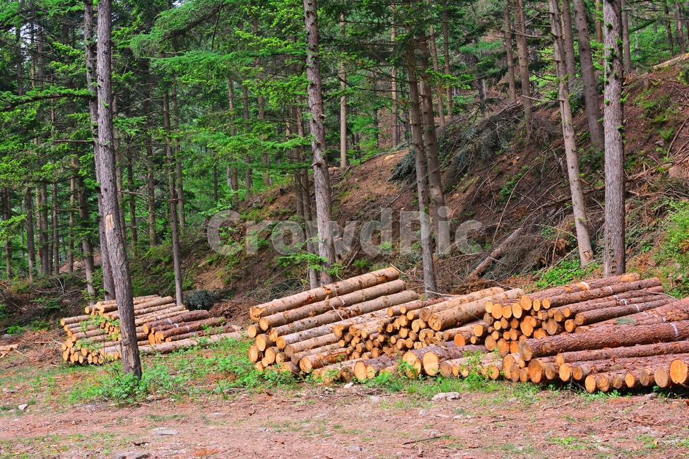 산업,벌목지대,벌목,나무,목재,임업,숲,산속,침엽수,나이테,단면,우드,wood,tree,forestry,industry,적재,쌓다,보관,간벌,자연,풍경,nature,landscape,lumber,재목