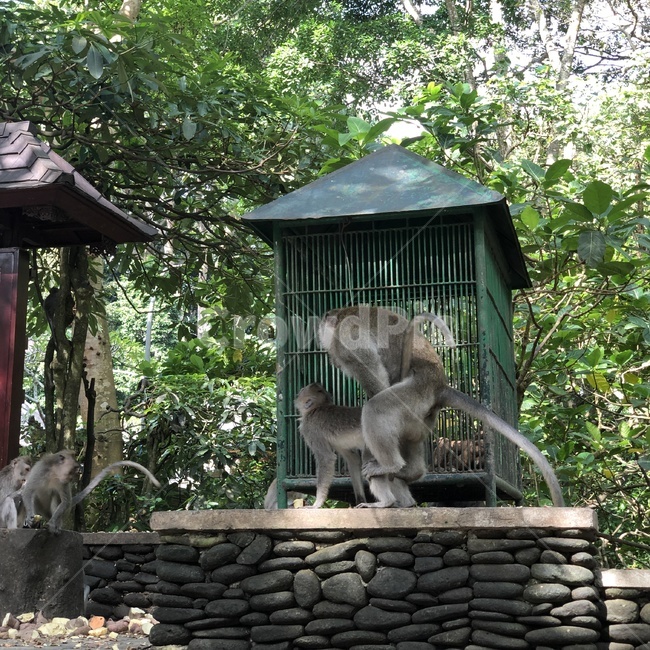 원숭이,발리,짝짓기,monkey,야생동물