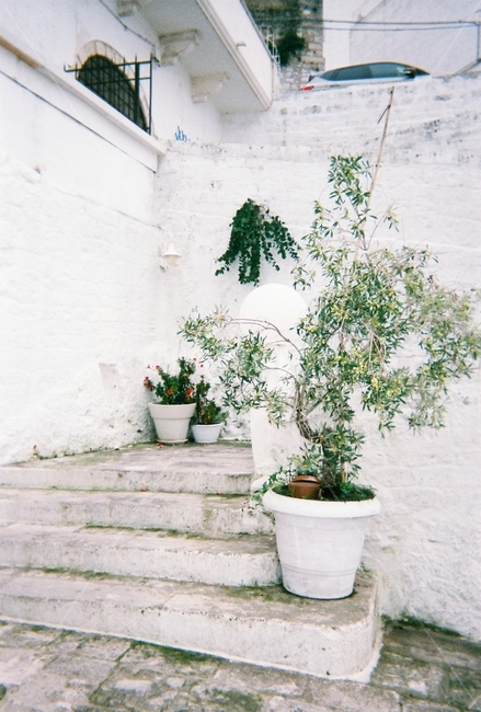 올리브나무,이탈리아,ostuni,필름카메라,하얀배경,하얀색,olive,olivetree,forest,filmcamera,white,화분,europe,italy,실내용화초,화분,화초,house plant,감성,sensible,feeling
