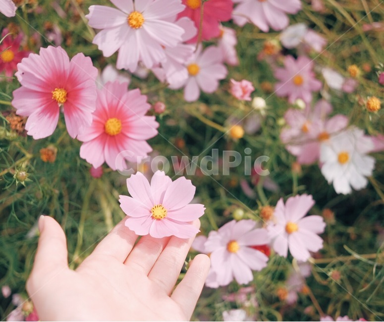 코스모스,꽃,가을,손,자연,가을,계절,fall,autumn,season,꽃,flower,감성,sensible,feeling,색깔,색상,색채,색감,color sense,color sensitivity,feeling of color,plant,식물