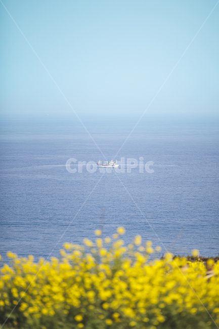 nature,자연,outdoors,옥외,boat,보트,transportation,봄,제주,제주도,함덕,유채,유채꽃,바다,하늘,수평선,어선,고기잡이배,꽃,노랑,초롱,파랑,yellow,green,blue,color,spring,season,계절