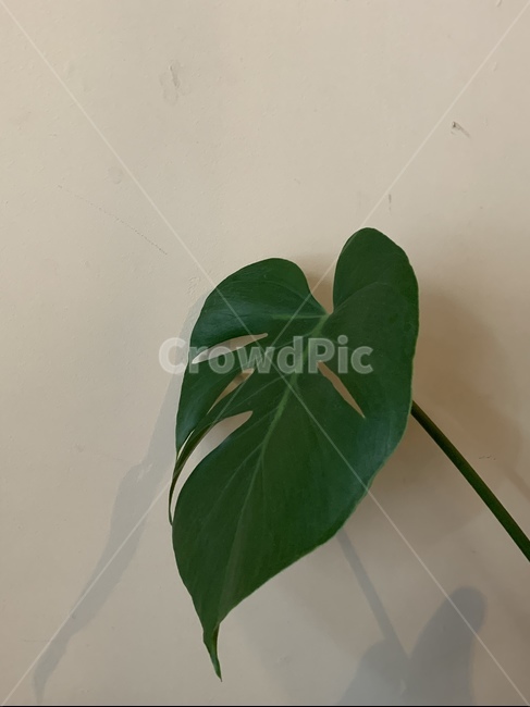 식물,잎,몬스테라,plant,monstera,leaf