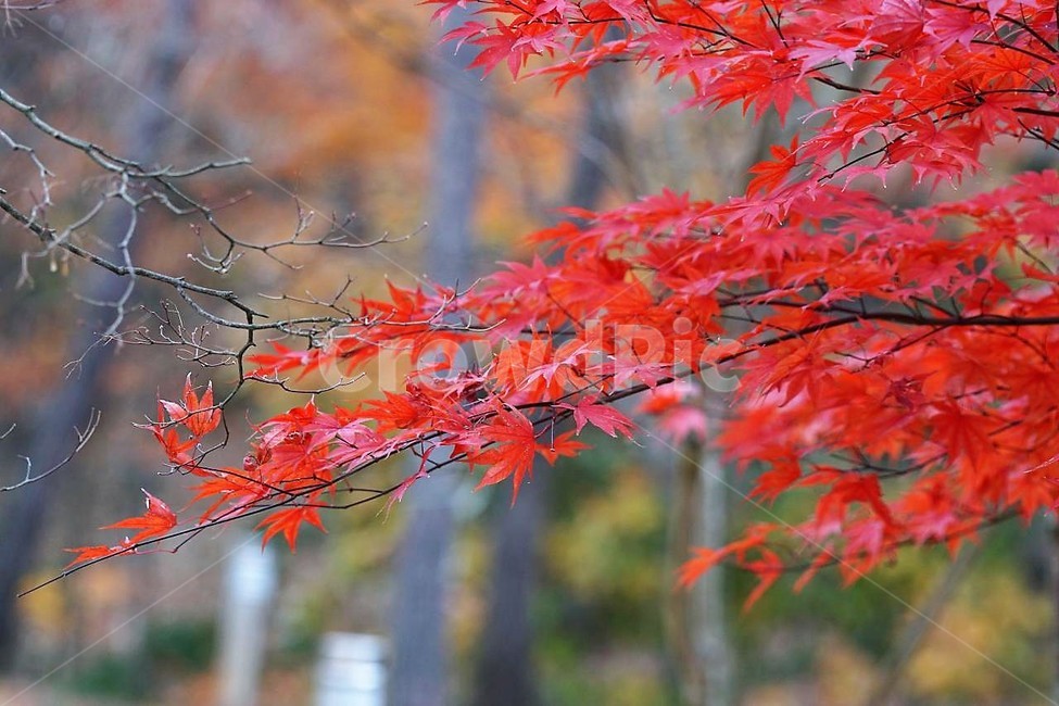 가을,단풍잎,나무,자연,계절,풍경,낙엽,nature,autumn,season,물,fall,감성,서정,붉은색,red,가을,계절,fall,autumn,season,leaf,잎,plant,식물,tree,maple,단풍