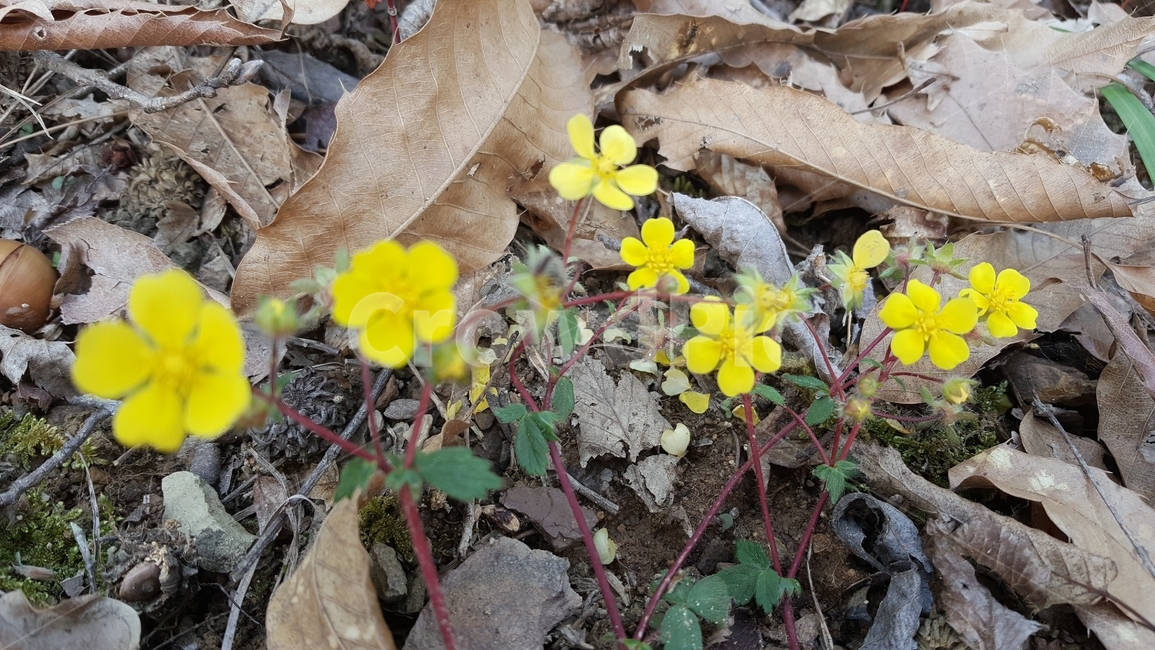 plant,식물,leaf,잎,꽃,노란꽃